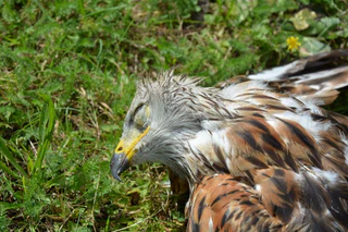  — © ©Widuch Martina/LBV