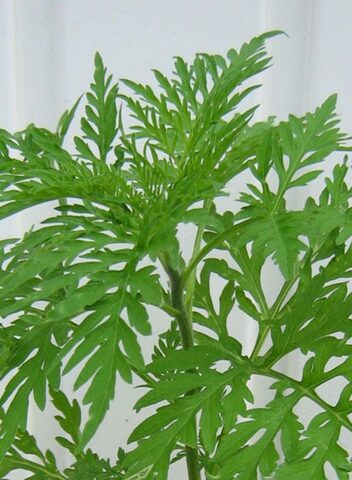 Georgensgmund Gefahrliche Ambrosia Breitet Sich Aus Radio 8