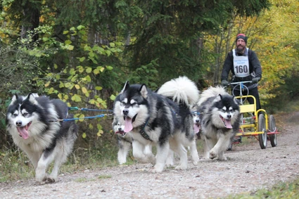  — © Schlittenhundefreunde Oberndorf