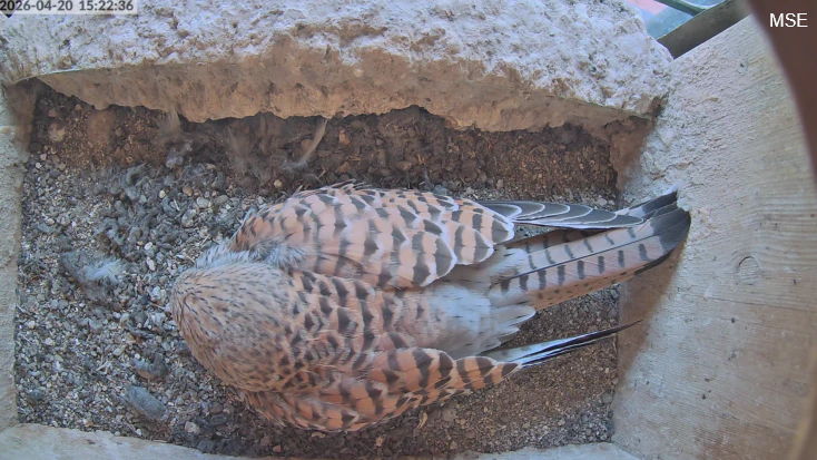  — © Quelle Webcam ©www.luitpoldschule-ansbach.de