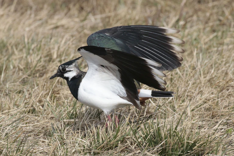  — © ©Dirk Ullmann