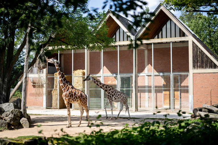 — © Tiergarten Nürnberg/Thomas Hahn