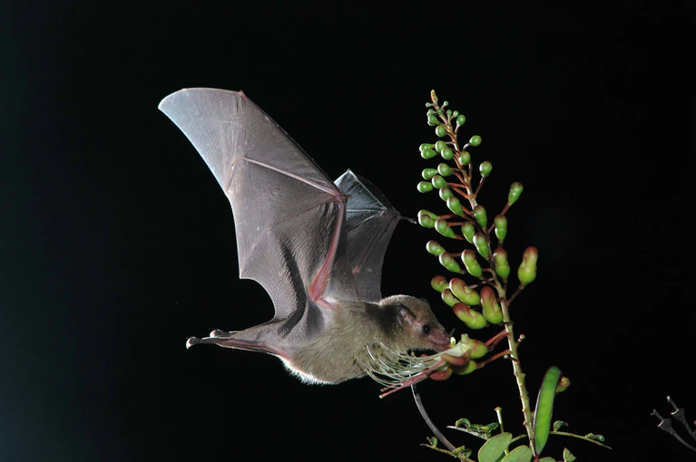 — © Blütenfledermaus / ©Tiergarten Nürnberg/Ralph Simon