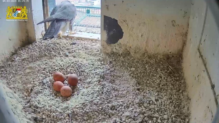 — © Quelle: lebensraum-burg.de/Wanderfalke/Webcam