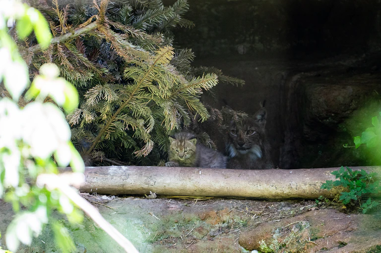 — © © Tom Burger, TIergarten Nürnberg
