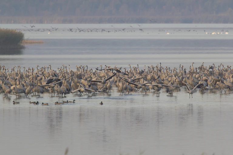  — © © Gunther Zieger LBV Bildarchiv