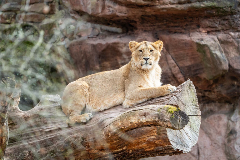  — © Foto: Asiatischer Löwe Indica   © Tom Burger / Tiergarten Nürnberg