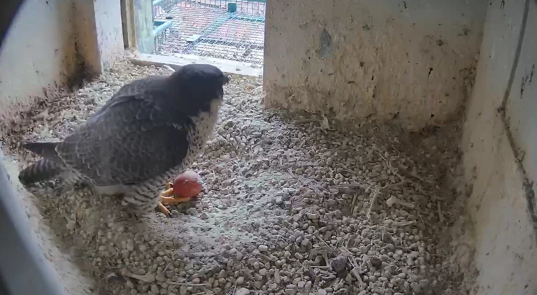  — © Quelle: Screenshot Lebensraum Burg