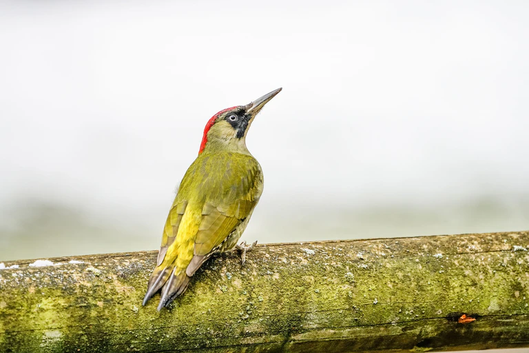  — © ©TGN/Tom Burger