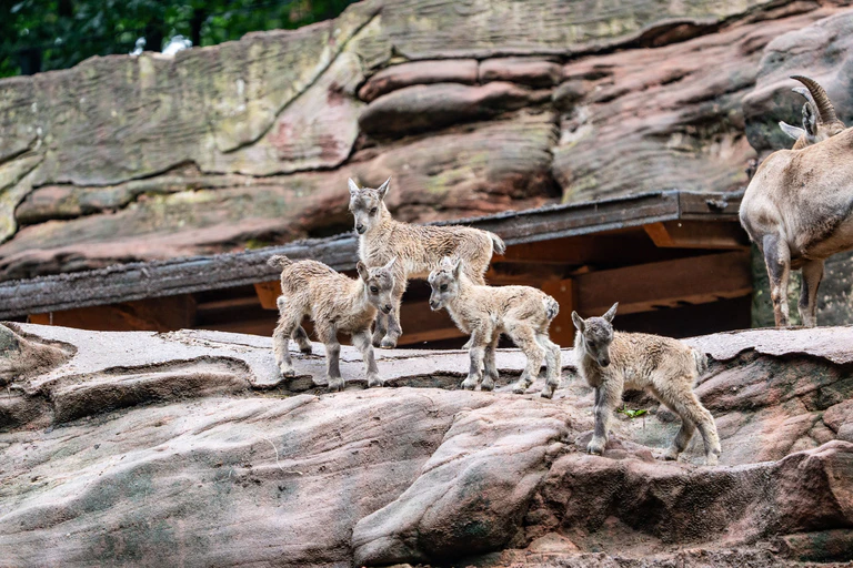 — © ©Tom Burger/Tiergarten Nürnberg
