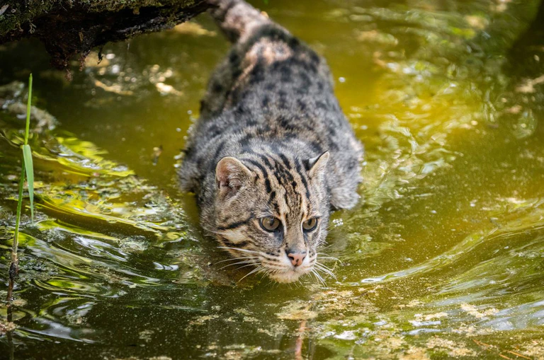  — © ©TGN/Tom Burger