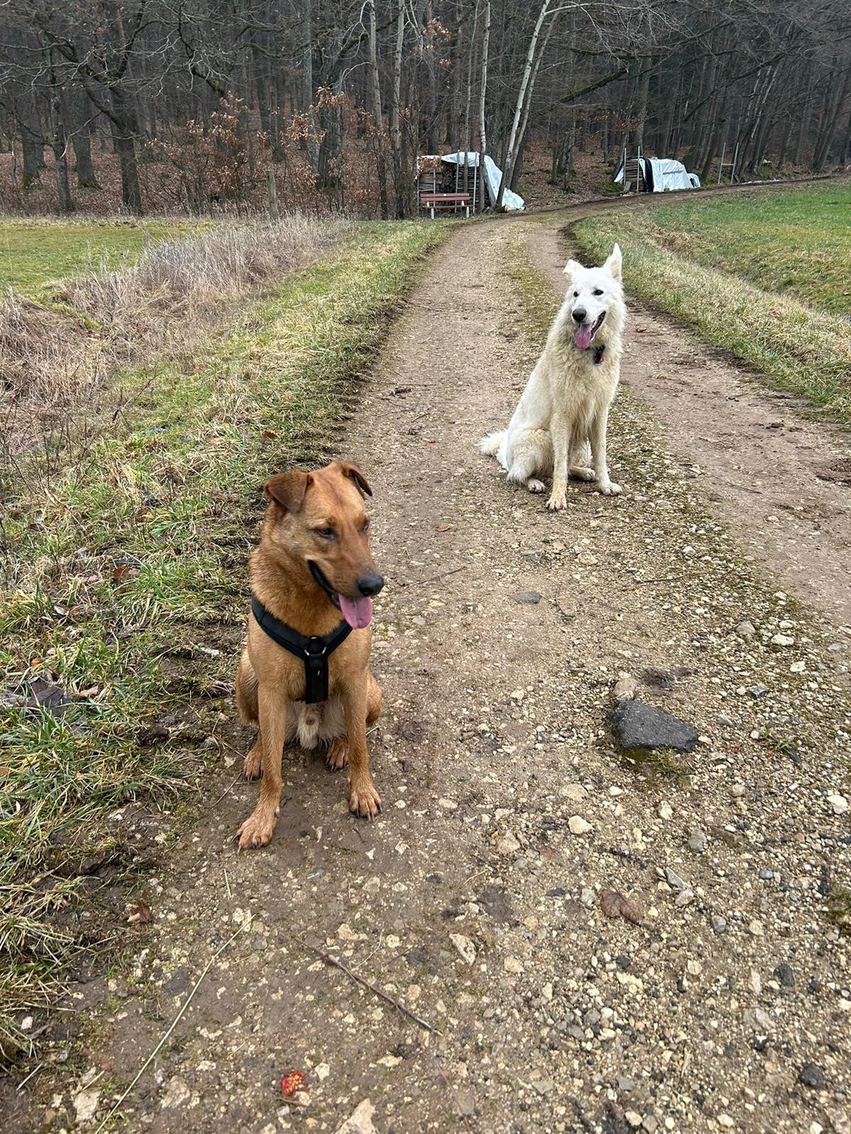 © Odin und Nox/©Bundespolizei
