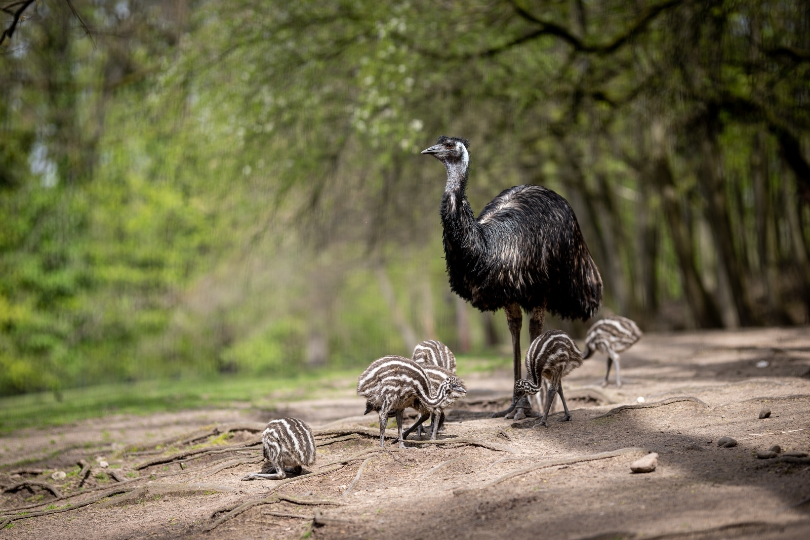 © © Tiergarten Nürnberg / Thomas Hahn