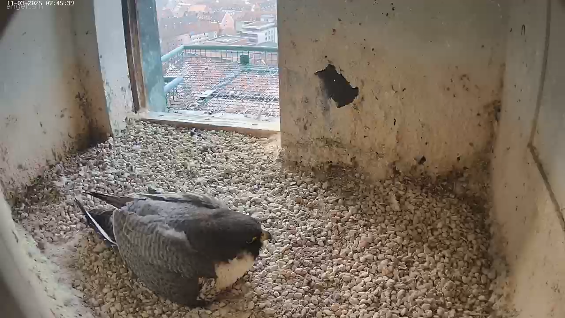 © www.lebensraum-burg.de/Wanderfalke/Webcam